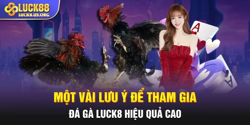 Một vài lưu ý để tham gia đá gà Luck8 hiệu quả cao 